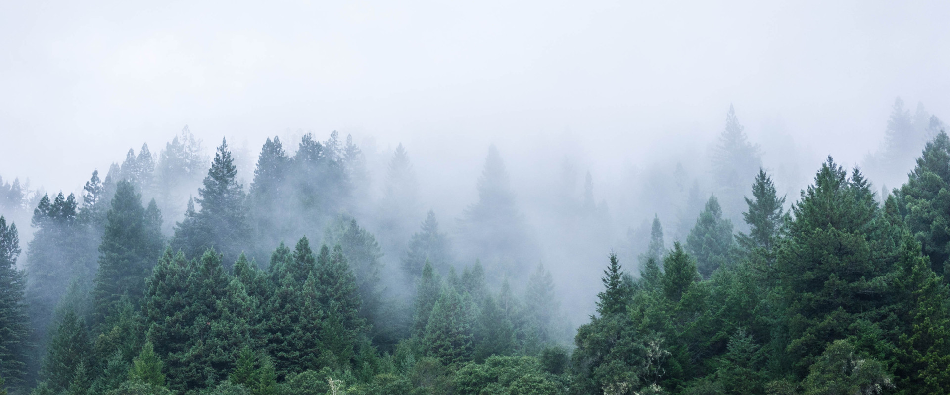 Nebliger Wald im Ortenaukreis – Symbol für die natürliche Umgebung der Region Ortenau